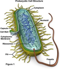 the characteristics of bacteria