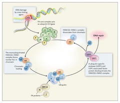The DNA-Repair Pathway in Fanconi's Anemia