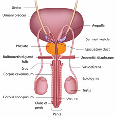 The following are all parts of the internal organs of the male reproductive system EXCEPT the: