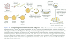 the question therefore arises as to whether a cancer cell can be epigenetically reprogrammed to reverse some of the changes responsible for malignant behavior