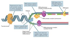 Topoisomerases