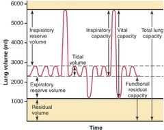 total lung capacity