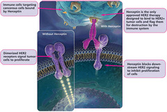 Trastuzumab