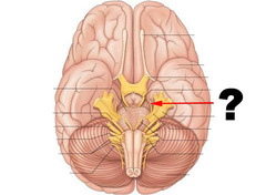 trochlear nerve