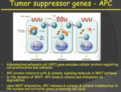 Tumor suppressor genes - APC (2014)