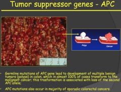 Tumor suppressor genes - APC (my notes)