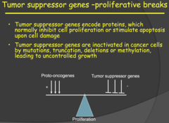 Tumor suppressor genes overview