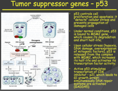Tumor suppressor genes - p53 (2014)