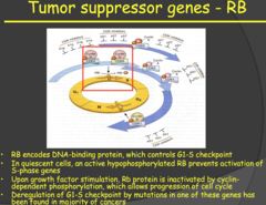 Tumor suppressor genes - RB (2014)