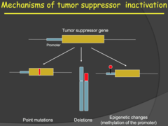 Tumor Supressor Genes - overview (2014)