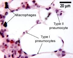 type I pneumocytes