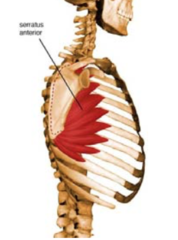 Upward rotation of Scapula (2)