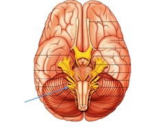 Vagus nerve