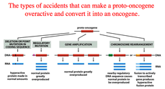 variety of mutations that can cause a proto-oncogene to convert into an oncogene