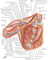 What 4 nerves must the surgeon be aware of during an axillary dissection?