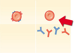 What blood type is indicated by the arrow?