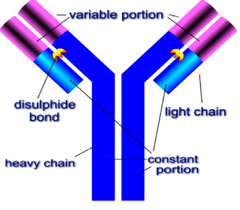 What do antibodies look like?