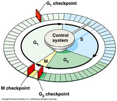 what do checkpoints in the cell cycle do?