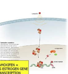 what does Tamoxifen do?