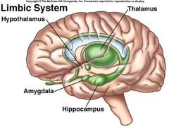 What does the amygdala do? Where is it located?