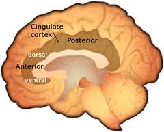 What does the cingulate cortex do? Where is it located?