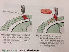 What does the G1/S Checkpoint do?