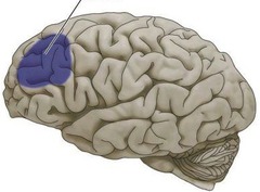 What does the prefrontal cortex do? Where is it located?
