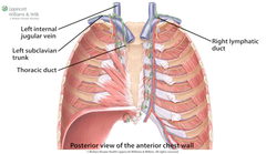 what does thoracic duct drain into