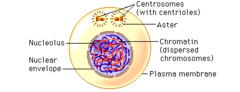 What happens during Interphase?
