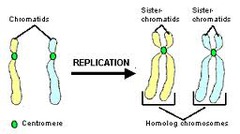 What is chromatids