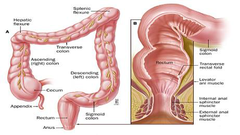 What is colorectal cancer(CRC)?