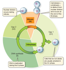 What is interphase?