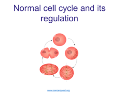 What is meant by cell cycle?