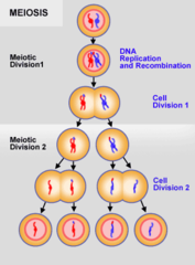 What is meiosis?