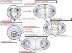 What is mitosis?