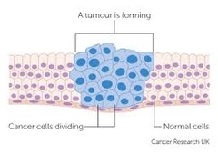 What is the cell mechanism and growth of a cancer cell?
