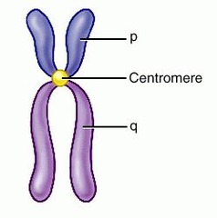 What is the centromere