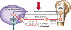 What is the role of transferrin in the cycle shown above?