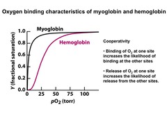 What is the shape of the oxygen-binding curve of hemoglobin?