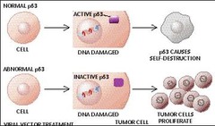 What is the Tumor Suppressor gene?