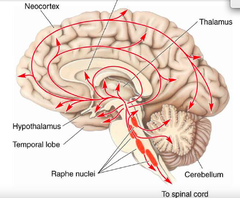 Where does the serotonin system originate from? Where is it located?