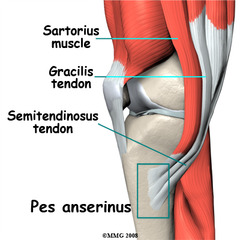 Where is pes anserine bursa? What muscles attach there? What population does it happen in?