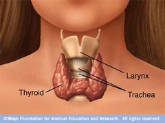 where is the thyroid gland located?