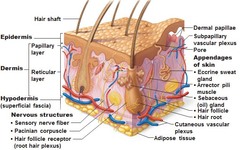 which layer contains most of the accessory organs?