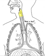 Which of the following is NOT part of the lower respiratory system? trachea bronchioles pharynx bronchi