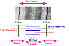 Which region corresponds to the myosin filaments?