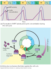 which two types of regulatory proteins are involved in cell cycle control?