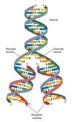 Why does DNA replication ensures that each new cells gets an identical copy of DNA