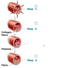1. platelet plug formation 2. vascular spasms 3. coagulation
