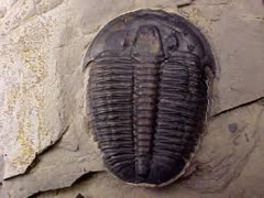 a marine arthropod, now extinct, that lived during the Paleozoic era
